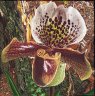   Orchidée Sabot de Vénus 